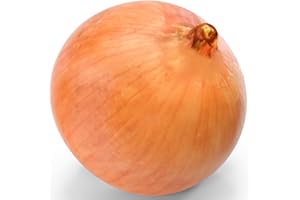 Welldales 50 Spanish Giant Onion Seeds Large Brown Sweet Exhibition Vegetables to Grow