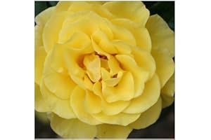 GARDENEXPERT Rosa Bush Rose Floribunda 'Happy Golden Wedding' Plant