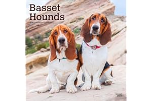 Basset Hounds 2026 - 16-Monatskalender: Original BrownTrout-Kalender [Mehrsprachig] [Kalender]