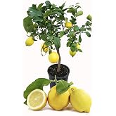 Planta De Limón Zagara Bianca - Árbol De 1 Año, Altura 100-120 Cm, Injertado, Producción De Limones Y Flores Blancas, Made In Italy