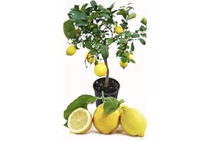 SAVINI VIVAI L'ARTE DI FARE NATURA SAVINI VIVAI citronnier, agrume, citron de Sorrente ovale, en pot de 20 cm hauteur 70 cm 2-3 ans de greffage, fabriqué en Italie