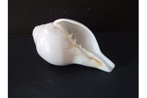 CRAFTSLOOK Echte Blowing Shankh Vamavarti BAJNEWALA Dattatreya Sacred Shell - Loud & Big Blowing Shankh 7 Zoll - Laxmi Narayan Pooja Shankh für Hindu-Rituale & Anbetung