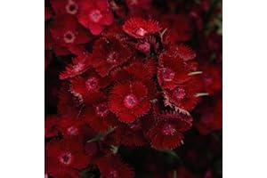THOMPSON & MORGAN Dianthus (Pinks) Rocking Red Sweet William Garden Plant Hardy Perennials Flowering Garden Plants Easy to Grow Your Own 12x Plug Plants by Thompson and Morgan (12)