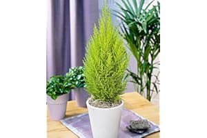 PERAGA GARDEN 1 PIANTA DI CUPRESSUS GOLDEN CREST CIPRESSO WILMA VASO 12CM conifera