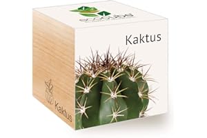 Feel Green Ecocube - Cactus ecológicos, Idea de Regalo sostenible (100% ecológico), para Cultivo, Plantas en Cubos de Madera, Fabricado en Austria