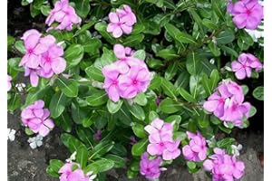 SAMENCHILISHOP (IMMER NUR EINMAL VERSAND) Madagaskar,Immergrün -Catharanthus roseus- 100+ Samen
