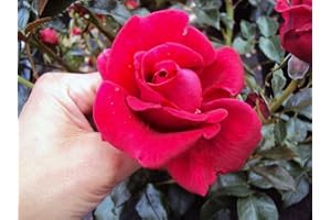 GARTENCENTER BARTELS Kletterrose Red Flame ® Adabaring ® Containerrosen im großen 7,5 Liter Topf