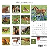 Image de Colts and Fillies 2011 Calendar