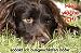 Produktbild +++ Kleiner MÜNSTERLÄNDER - Metall WARNSCHILD Schild Hundeschild Sign - KLM 06 T15