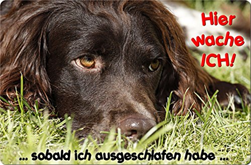Preisvergleich Produktbild +++ Kleiner MÜNSTERLÄNDER - Metall WARNSCHILD Schild Hundeschild Sign - KLM 06 T15
