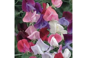 Just Seed - Flower - Sweet Pea - Heaven Scent Mixed - 40 Seeds
