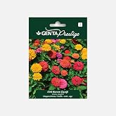Genta Prestige Dirty Lady Flower Seed