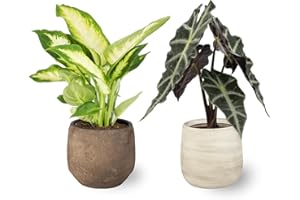 SMPLY. Pack 2 Plantas Naturales de Interior - Alocasia Amazonica + Diffenbachia Planta Viva Popular para Casa u Oficina