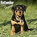 Rottweiler Puppies - Rottweiler Welpen 2019 (Wall-Kalender) by 