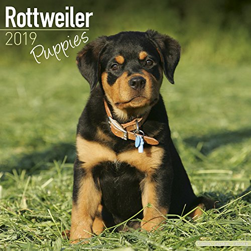 Rottweiler Puppies - Rottweiler Welpen 2019 (Wall-Kalender)
