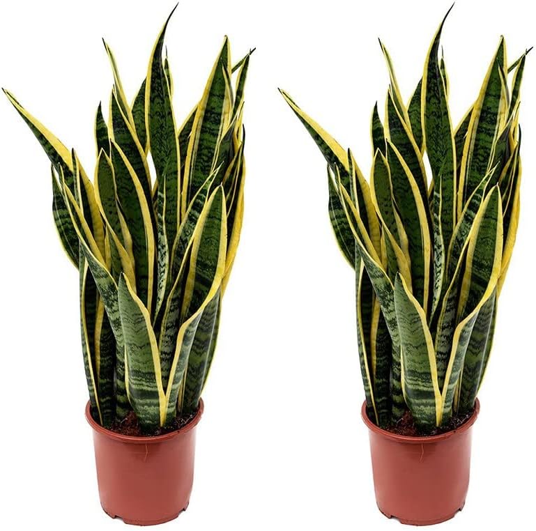 Sanseviera LAURENTI - Lengua de suegra Y Lengua de tigre - Planta natural para casa u oficina - Planta de interior de decoración (Pack 2 Lenguas de Suegra) SP21