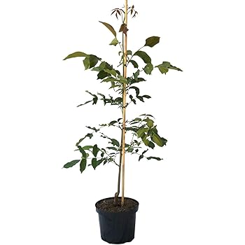 Walnuss Baum winterhart Juglans regia Sämling Obstbaum