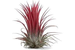 Tillandsia Ionantha Roja DECOALIVE Planta del Aire Color Rojo Clavel del Aire