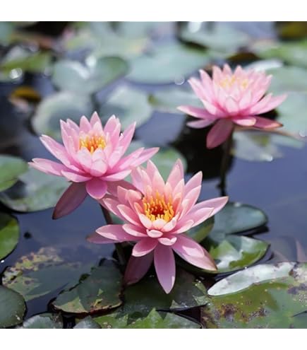 20 Semi Di Loto E Ninfee - Piante Acquatiche Per Laghetto O Vaso - Foto 2