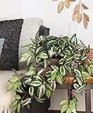 Mica decorations 976674-T Kunstblume -und Pflanze, Tradescantia hängend 45 x 25 x 25 cm grün im Topf Stan Terrakotta D11.5, grau / braun - 2