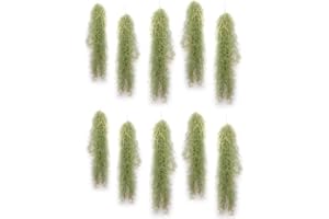 PLANDAIRE - Plantas de Aire Naturales Tillandsia Natural Usneoides - Clavel del Aire - Planta Aerea Natural Barba de Viejo - Plantas Colgantes - Plantas de exterior - Planta de Interior (10, 20-30 cm)