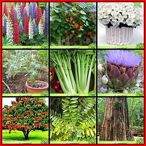 Creative Farmer Fruit Seeds For Home Garden Combo Flower Seeds & Tree Seeds : Tectona Grandis, Sita Ashok, Paradise-Tree, Artichoke Green Globe, Celery For Cutting Gewone Snij, Borage, Lupin-Pixie, Nasturtium Mix, Petunia- White Fruit Seeds For Home Garden