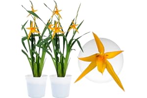DUTCH BULBS EXCLUSIVE PLANTS FROM HOLLAND Orchidée Brassia Anita - 2 Plante Intérieur Naturelle - 30-40 cm - Avec fleurs et parfumées - Naturelle Plante de Hollande (pas de graines, non artificielle)