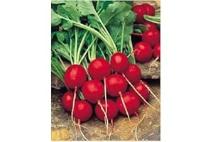 PREMIER SEEDS DIRECT RADISH - SAXA 2-2000 SEEDS