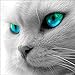 Produktbild DIY 5D Diamond Painting by Number Kits, Full Drill Crystal Rhinestone Embroidery Pictures Arts Craft for Home Wall Decor Gift,Emerald Eyes Cat