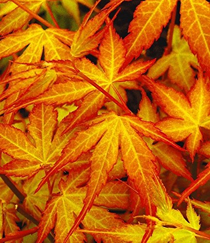 BALDUR-Garten Japanischer Ahorn ‚Katsura‘, 1 Pflanze Acer palmatum - 3