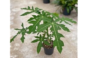 POWERS TO FLOWERS - PIANTA DI PAPAYA, vaso 14cm diametro, altezza 40/50cm, pianta vera