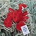 Fluffy Lobster (in red and blue) (Red)