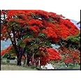Creative Farmer Flowering Tree - Shade Trees For Playgrounds- Gulmohar - 10 Seeds