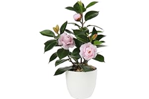 ‎BRIFUL Briful Künstliche Zimmerpflanze Kamelie Kunstpflanze Camellia Japonica im Kunststofftopf Dekorative Seidenblumen Kamelie Kunstblumen für Home Hotel Dekoration