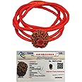 Astrodidi 6 Mukhi Rudraksha Nepali Bead with Red Thread for All time Wearing | Original Certified and Natural Six Face Nepali Rudraksh for Men Women Boys and Girls