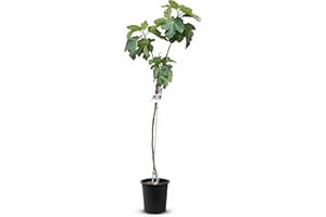 TROPICTREES Figuier - Ficus Carica 175 cm, douce figue noire