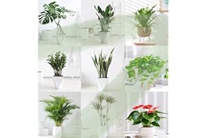 WJKWY-Q 150 Stück zimmerpflanzen samen indoor set zimmerpflanze - Seltene Pflanze serie - mix zimmerbonsai bonsai saatgut alte sorten pflanzen für draußen winterhart kunst pflanzen bonsai tree