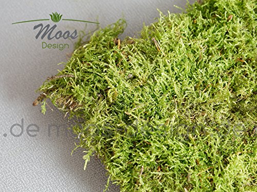 Frühlingsdeko Moos 1 Lage Natur Moosmatten, Deko Flachmoos, Moosplatten zur Dekoration mit Moss; Frühlingsdeko Dekomoos für Floristen - 3