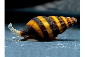 AQUA BREEDING SKILL 5 Escargots prédateurs pour Aquarium – Escargots Clea Helena, Lutte Naturelle Contre Les Escargots, Escargots Vivants pour Aquariums