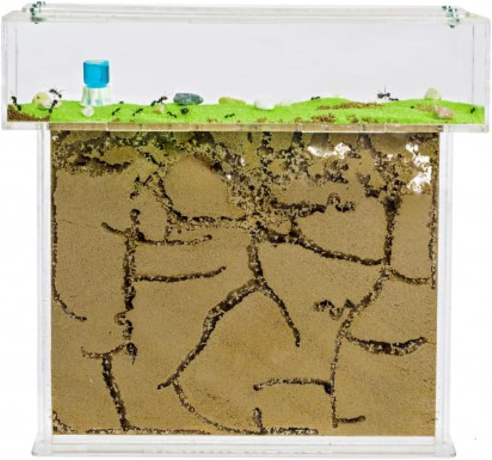 Anthouse.es - Kit Hormiguero Acrílico en Forma de T - Sándwich y Caja de Forrajeo con Tapa Retirable - Hormiguero con Hormigas Vivas Incluidas - Hormiguero de 25x20x1,5 cm - Transparente
