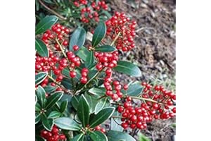 ARBORIX, PLUS VERT - MOINS CHER Skimmia Japonica 'Veitchii'- Skimmia du Japon 'Veitchii' 30-40 cm en conteneur