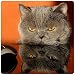Produktbild Lustiger Kühlschrank-Magnet Katze: "GRUMPY CAT - BÖSE KATZE MIT COMPUTER-MAUS"