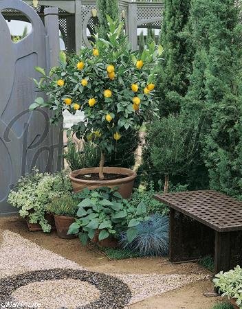 Obst (Citrus limon (Zitrone))