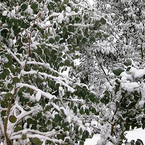 Future Exotics Eucalyptus Perriniana Eukalyptus Pflanze winterhart - 2