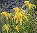 Produktbild Portal Cool Samen Paket: Solidago canasis e y - rute, In 3.5" Pot