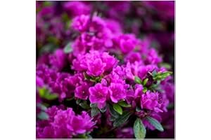 GrowOn Shrubs Dwarf Japanese Azalea Japonica 'Diamant Purple' | Evergreen Shrub | Outdoor Garden Ready Plant | Spring Flowering | Purple Flowers