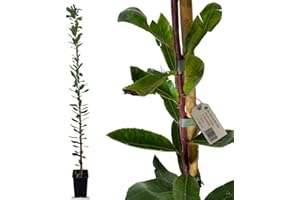 acquaverde | Pianta di Corbezzolo (Arbutus Unedo) 150 cm, Albero da Frutto Sempreverde, 1 Anno di Vita, Resistente al Freddo e alla Siccità, Facile da Coltivare, Ideale per Giardino, Vaso e Siepi