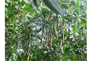 GREEN FUTURE PFLANZENHANDEL Rote Mangrove Rhizophora mangle Pflanze 15-20cm Mangrovenbaum Rarität