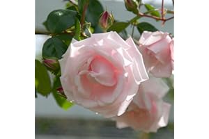 YOUGARDEN Harkness Roses Climbing Rose 'New Dawn' â„¢ 4 Litre Pot