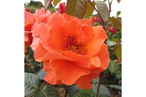 GORGEOUS GARDEN ROSES Shropshire Star - 5.5lt Potted Climbing Garden Rose Bush - Award Winning, Producing Attractive Copper Orange Clusters of Flower, Repeat Flowering, Exclusive Listing
